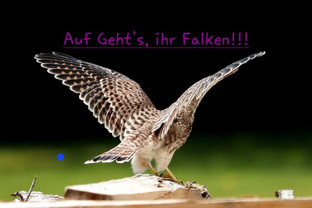 Instagram post from svfalkerosenthal. This post is in position 5.