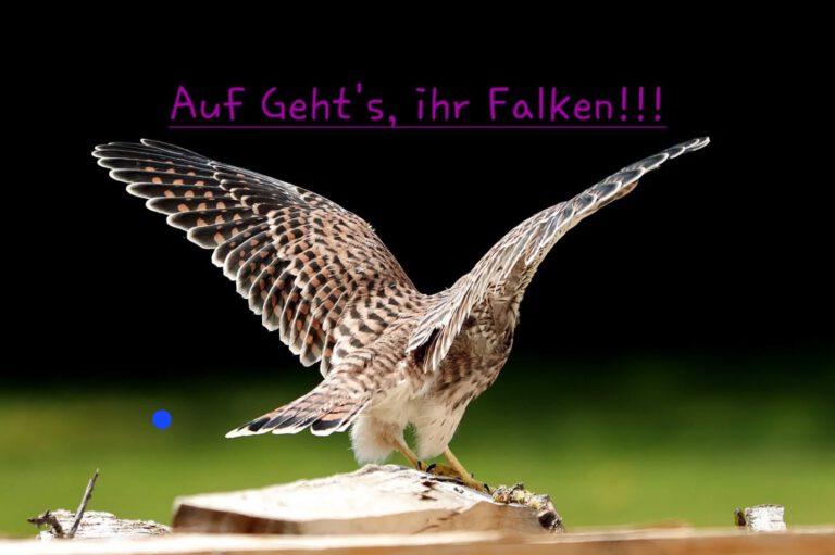 Instagram post from svfalkerosenthal. This post is in position 6.