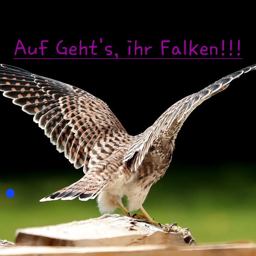 Instagram post from svfalkerosenthal. This post is in position 9.
